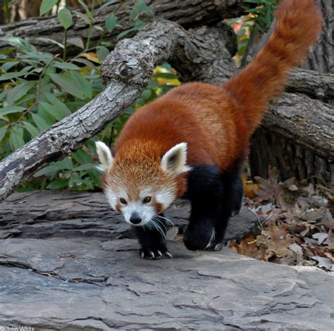Red Panda Ailurus Fulgens Image Only