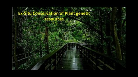 Ex Situ Conservation Of Plant Genetic Resources Field Gene Banks And