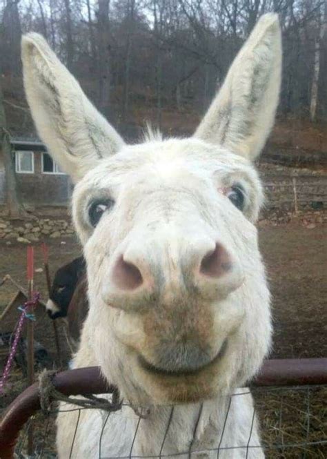 Pin By Jennifer Salomon On Donkeys Cute Animals Funny Animals