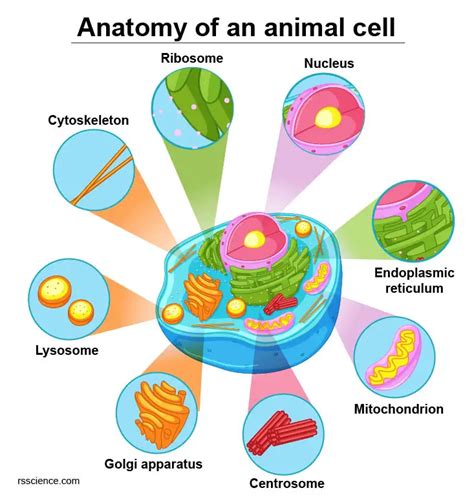What Is Unique About Animal Cells What Is An Animal Cell Facts