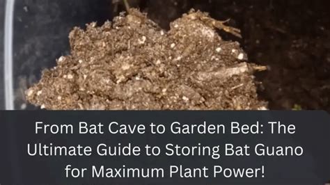From Bat Cave To Garden Bed The Ultimate Guide To Storing Bat Guano