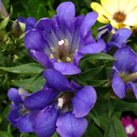 Gentiana Rocky Diamond Blue Eternity Gentian Rocky Diamond Blue