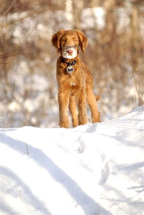 The nova scotia duck tolling retriever is eager to work for its handlers, so training is usually straightforward. 174 best images about Nova Scotia Duck Tolling Retrievers ...
