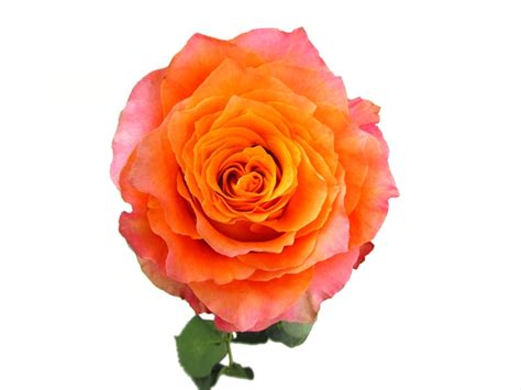 Odkryj flowering pink english rosa free spirit stockowych obrazów w hd i miliony innych beztantiemowych zdjęć stockowych, ilustracji i wektorów w kolekcji shutterstock. Rose Free Spirit - Standard Rose - Roses - Flowers by ...