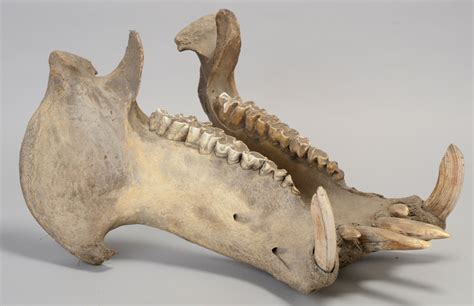 A 19th Century Hippopotamus Skull H 465cm X W 70cm X D 47cm