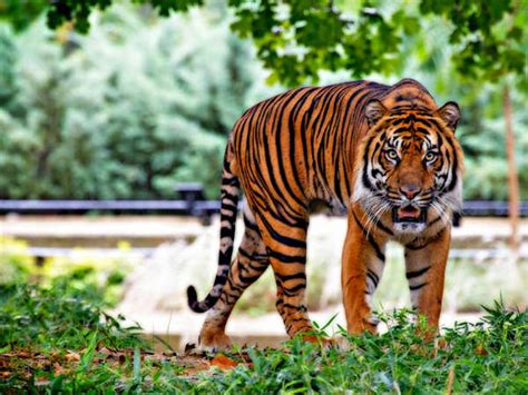 Top 143 National Animal Of Telangana