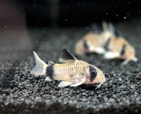 19 Most Popular Freshwater Fish For Your Aquarium