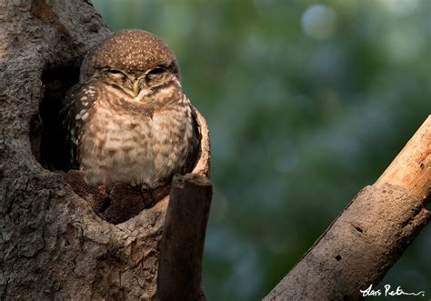 Spotted Owlet Northern India Bird Images From Foreign Trips