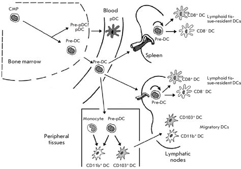Figure 2 From Molecular And Cellular Mechanisms Of Antitumor Immune