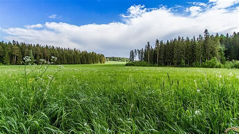 Hd Wallpaper Grassland Meadow Field Grassy Sky Green Plant Tree