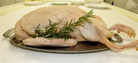 Check spelling or type a new query. Oca fresca a busto t.z. | Michele Littamé