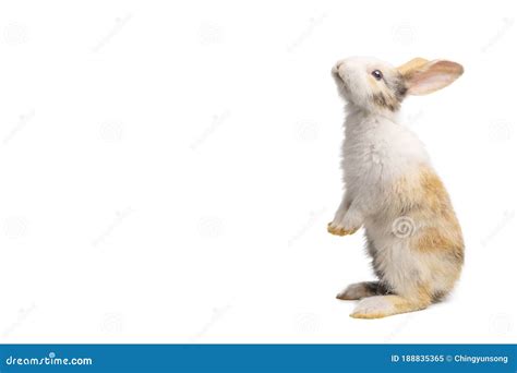 Baby Light Brown And White Spotted Rabbit With Long Ears Is Standing