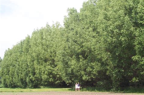 Plant hybrid willow saplings in the spring to allow the growing trees the longest growing time before winter dormancy. This photo shows a row of Hybrid Willows planted six feet ...