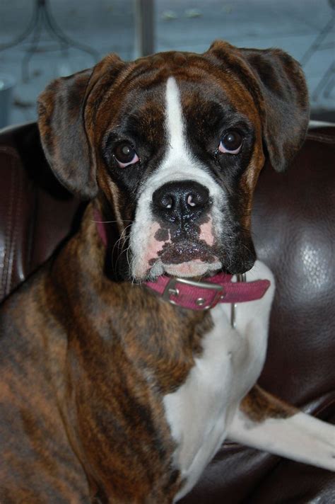How Do You Guys Keep Your Dogs Cool Boxer Forum Boxer Breed Dog