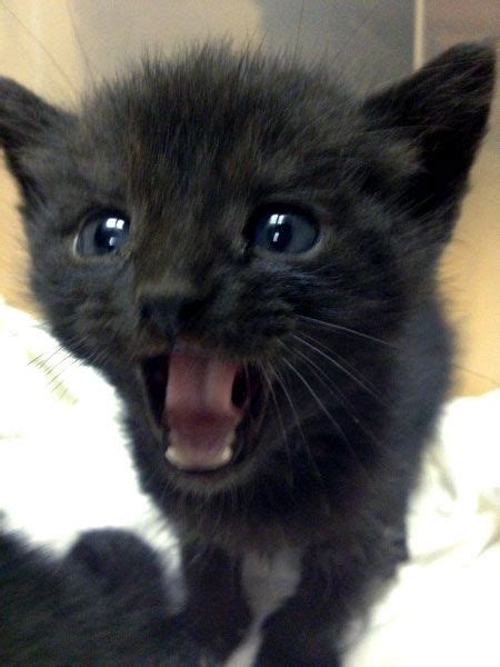 Cute Rescue Black Kitten Blue Eyes Cats Pinterest