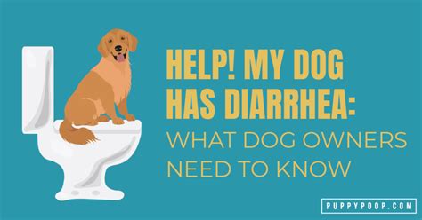 Causes Of Dog Diarrhea To Keep Your Dog Healthy