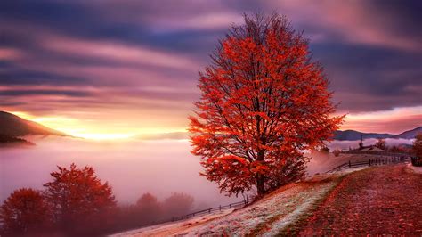 Wallpaper Carpathians Ukraine Dawn Fog Mountains Trees Red Leaves
