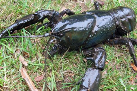The tasmanian giant freshwater crayfish, also called tasmanian giant freshwater lobster, is the largest freshwater invertebrate and the largest freshwater crayfish species in the world. Tasmanian giant fresh water crayfish - ABC News ...