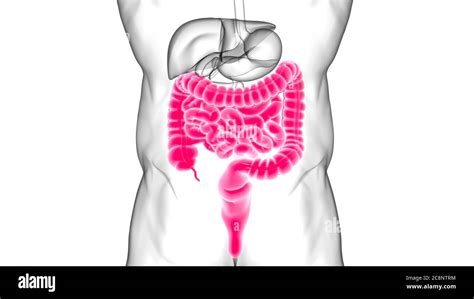 Small And Large Intestine 3d Illustration Human Digestive System