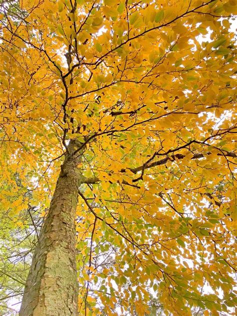 Beech Tree Leaves Becoming Yellow In The Fall Stock Image Image Of