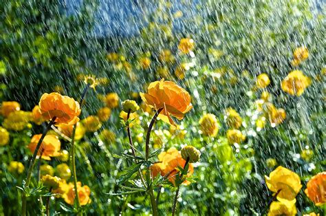 Spring Flowers In The Rain Photograph By Tamara Sushko Pixels