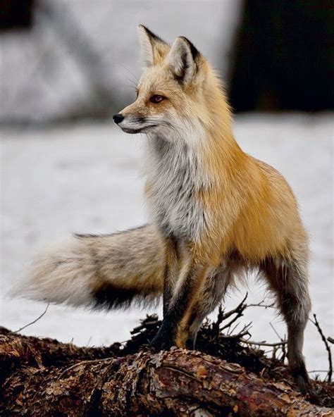 Fox Pose Fox Animal Photography Animals Wild
