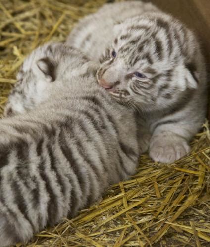 Tiger Tales Michigan City Zoo Shows Off White Tiger Cubs