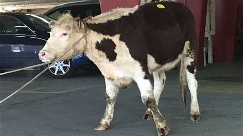Cow Who Escaped New York Slaughterhouse Finds Sanctuary The New York