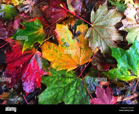 Colours Of Autumn Leaves Stock Photo Alamy