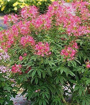 Maybe you would like to learn more about one of these? Cleome Sparkler Mix | Deer resistant plants, Annual ...