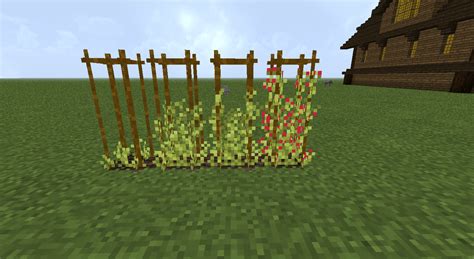 They are grown like regular crops, and the growing process can be sped up by using bone meal on them. With the help from @JermsyBoy, I was able to make ...