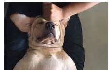 dog massage his gives owner man body him woman relaxes adorable moment