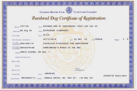 How To Register A Dog With Akc Without Papers Healthy Homemade Dog