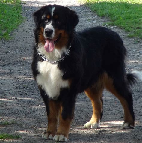 Bernese Mountain Dog Breeders In The Usa With Puppies For Sale Puppyhero
