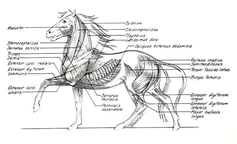 Horse Anatomy Ii Horse Anatomy Horses Anatomy