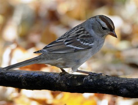 Door To Nature Distinctive Sparrows In Fall Migration Door County Pulse