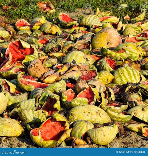 Heaps Of Rotting Watermelons Peel Of Melon Stock Image Image Of