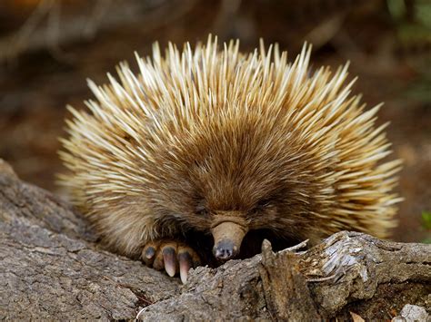 Echidna from South Australia wallpapers and images - wallpapers ...