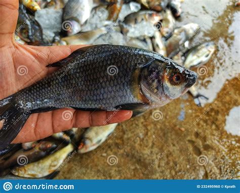 Pile Of Freshly Catched Rohu Fish Labeo Rohita Fish With Ice In Indian