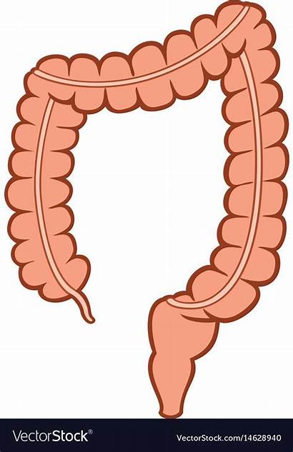 Intestine Clipart Human Intestines Intenstine Anatomy Vectorstock
