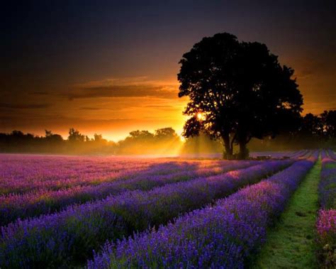 Lavender Sunset Provence France Beautiful Nature Scenery Beautiful