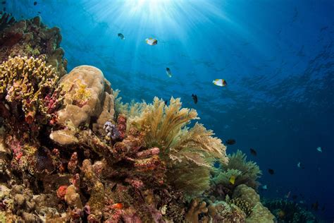 Manado Diving Package Wreck Dive Night Dive Alpha World Diving