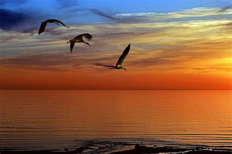 4861x3241 Sunset Birds Herons Damp Ground Sea Beaches Hd Wallpaper