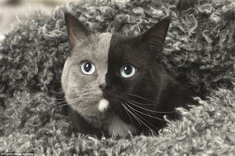 Cat With Two Faces Has An Even Split Of Grey And Black Fur Daily Mail