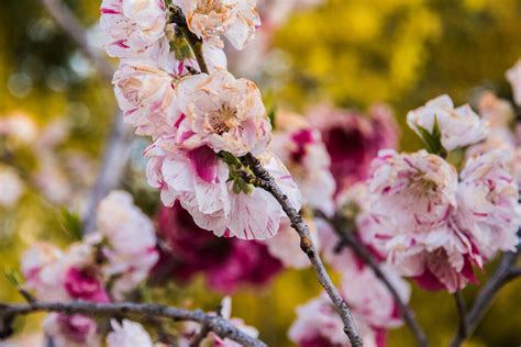 Spring Blossoms Flickr