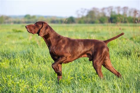 Brown German Shorthaired Pointer A Muscular Hunting Dog Is Standing In