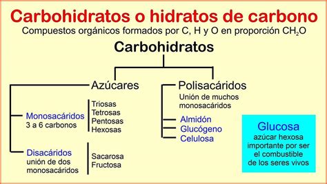 Carbohidratos O Hidratos De Carbono Definición Y Clases