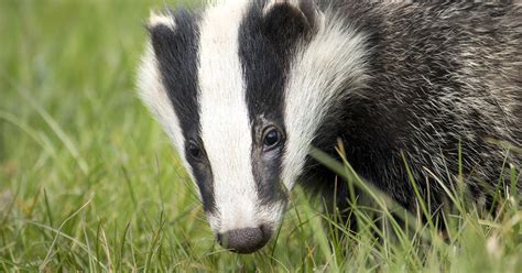 Ifaw Statement On The Governments Decision To Phase Out Badger Culling