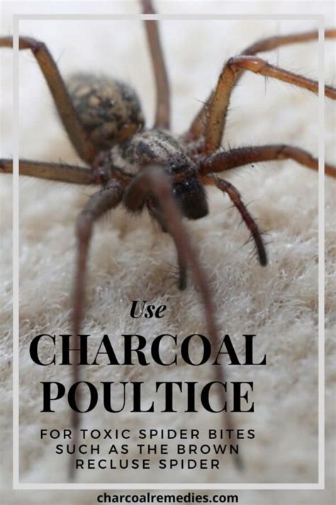 Amazing Brown Recluse Spider Bite Remedy Charcoal Remedies