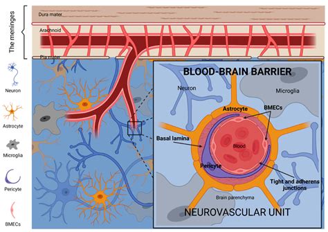 Blood Brain Barrier